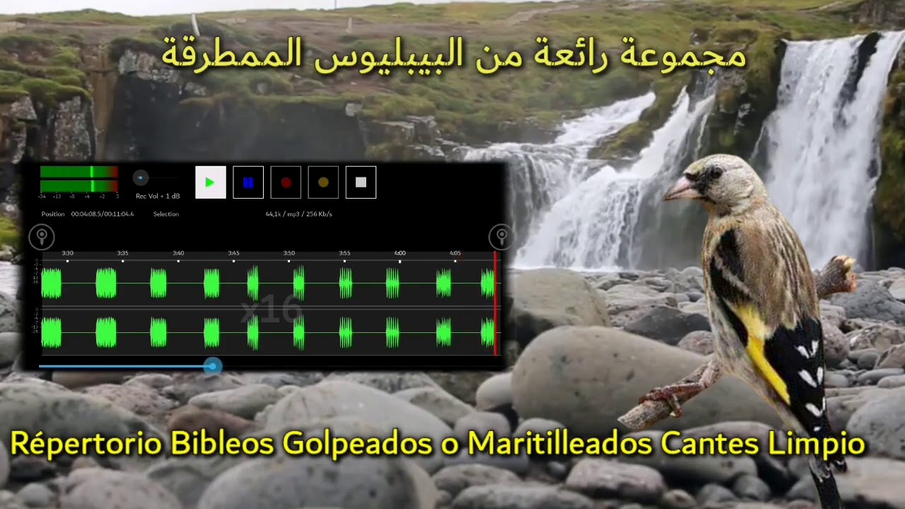 مجموعة رائعة من البيبليوس الممطرقة  Répertorio Bibleos Golpeados o Martilleados Cantes Limpio