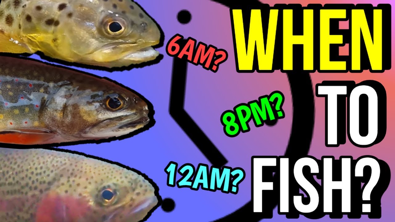 When To Fish For Trout - A Research Based Explanation