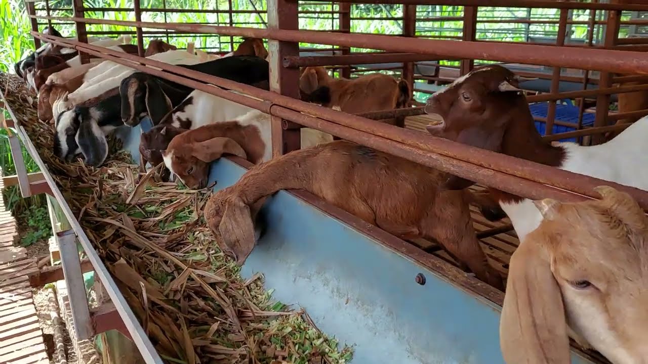 Tin vui nha anh em sau một tuần vô vac xin cho dê
