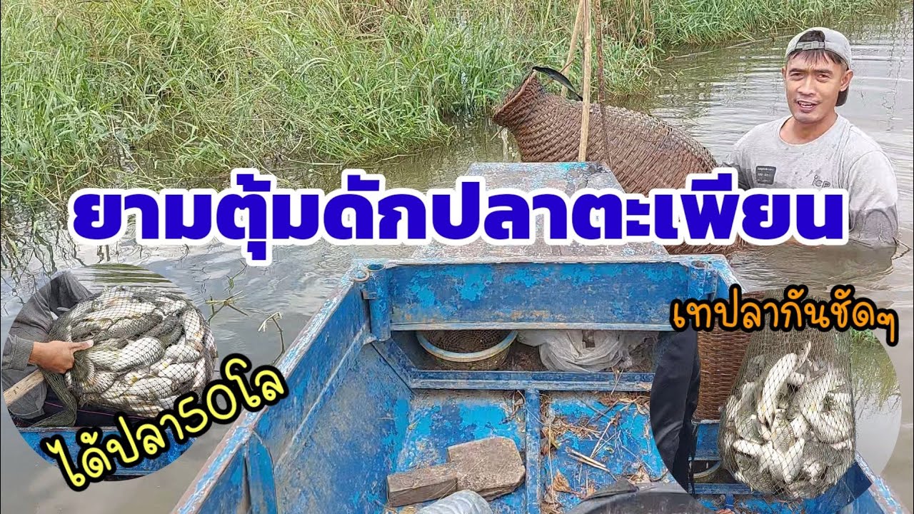 มาแล้ว! ยามตุ้ม​ดัก​ปลาตะเพียน​ ได้ปลา50โล​ EP.18 #​วิถี​ชาวบ้าน​By​Opas​