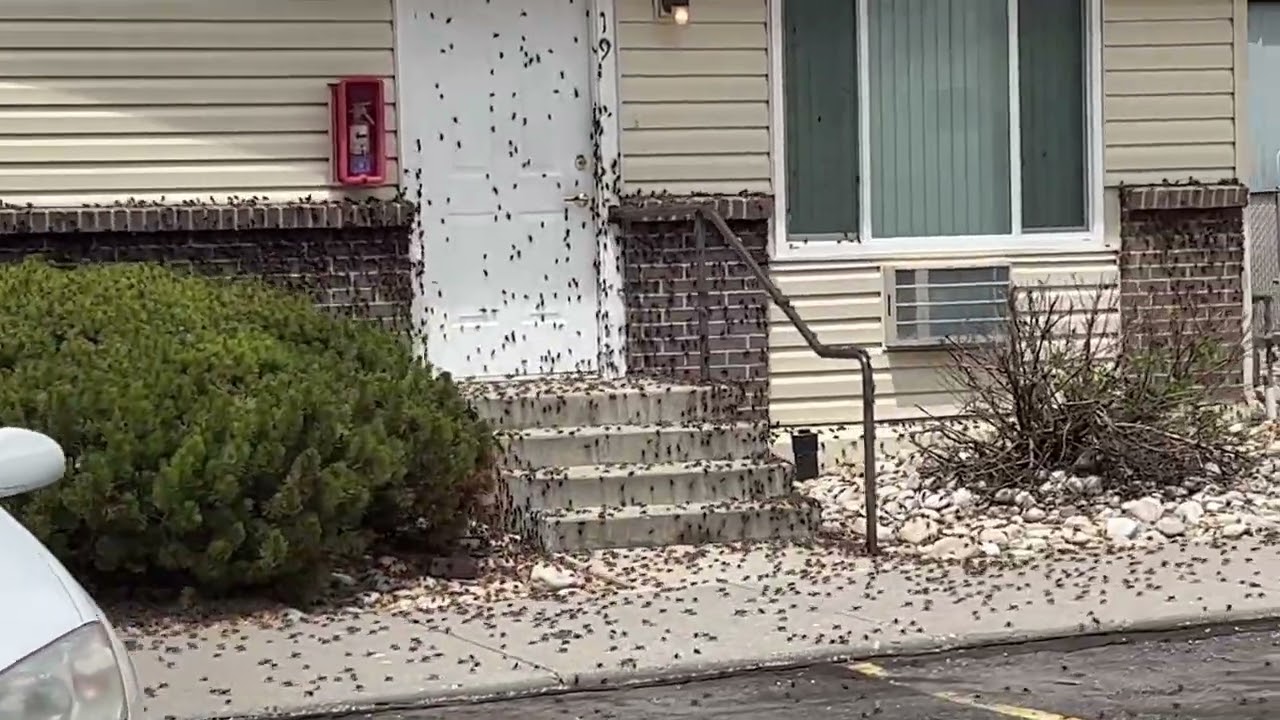 Swarm of Mormon Crickets Descends on Elko, Nevada