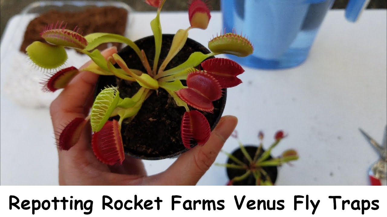 Repotting My New Rocket Farms Venus Fly Traps
