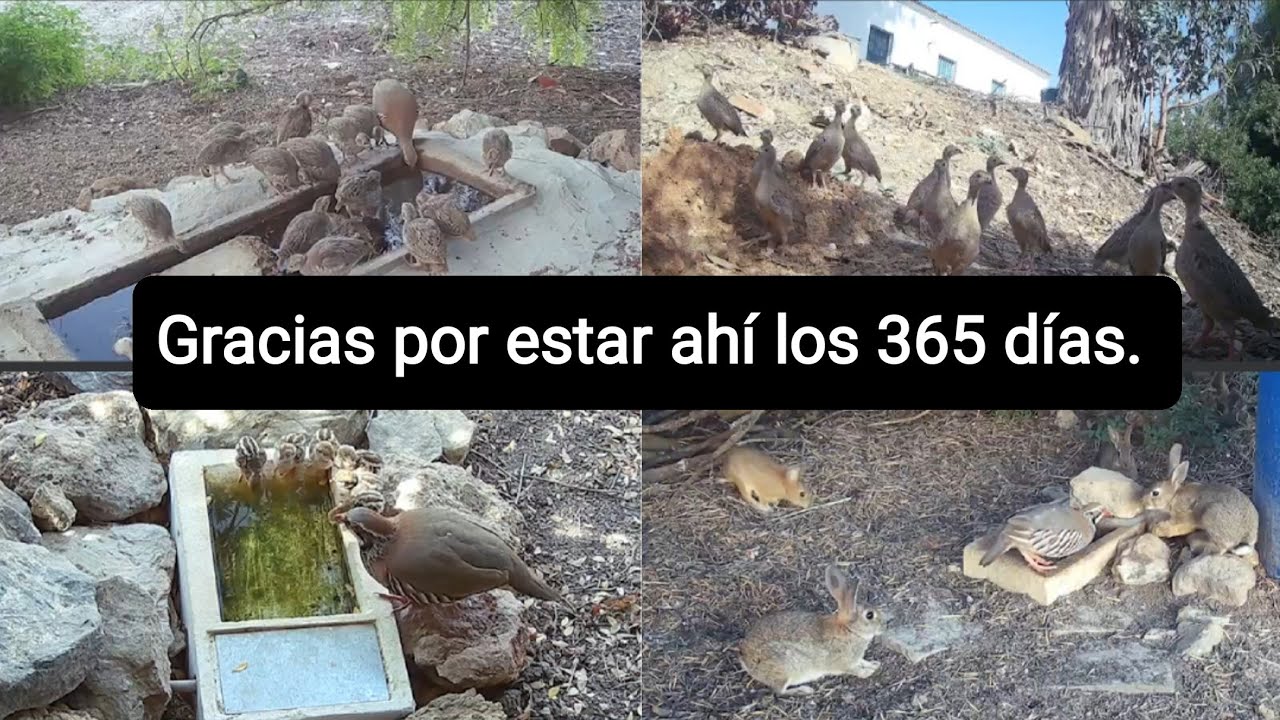 Video cedido por Francisco García Marchena, (Facebook).