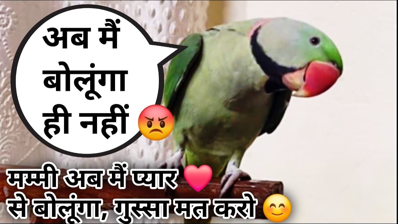 Bolne Wala Tota 🦜Aur Gaata Bhi Hun 😎