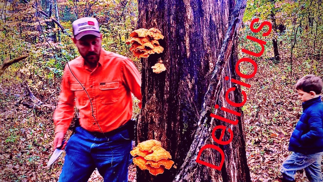 Chicken mushrooms! Easy to find, easy to eat! Survive any hunger situation for free!