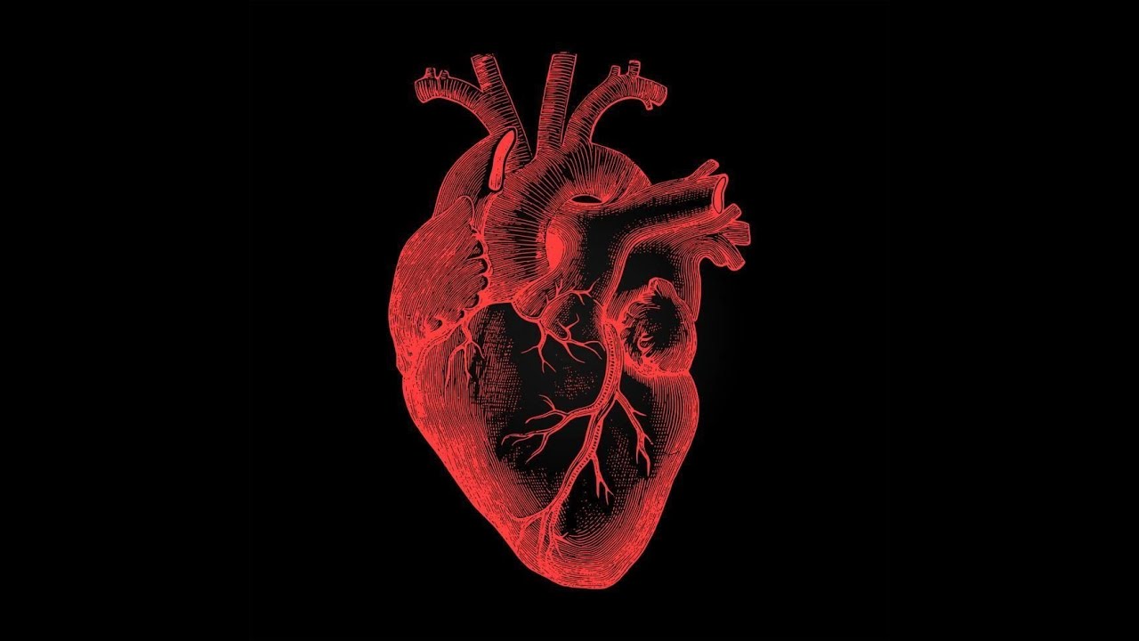 Cours DU CPC M3C Necker Anatomie du Coeur normal et des cardiopathies simples