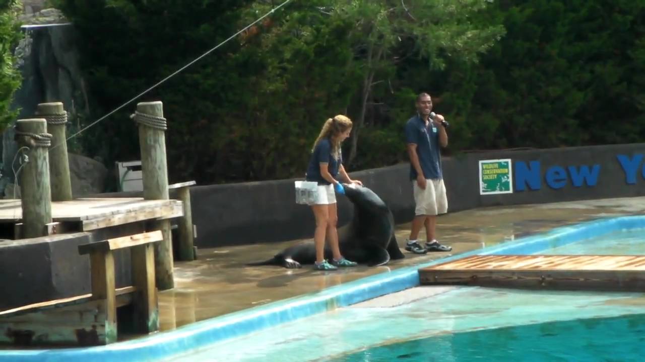 Sea Lion show at NY Aquarium - Part 1