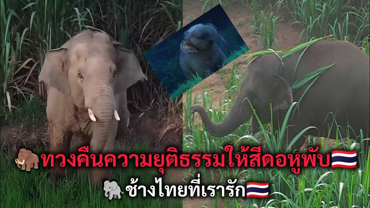 ทวงคืนความยุติธรรมให้สีดอหูพับ ช้างไทยที่เรารัก