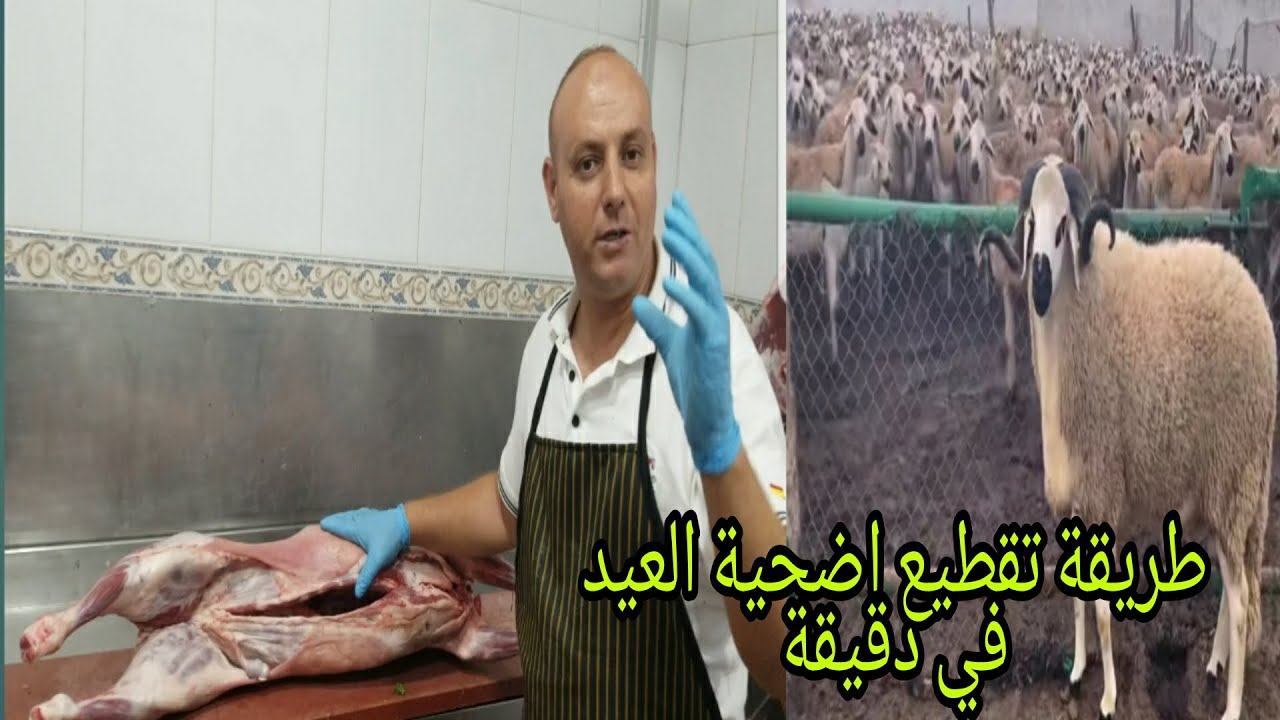 شاهدو....الطريقة الصحيحة والفعالة لتقطيع الأضحية العيد