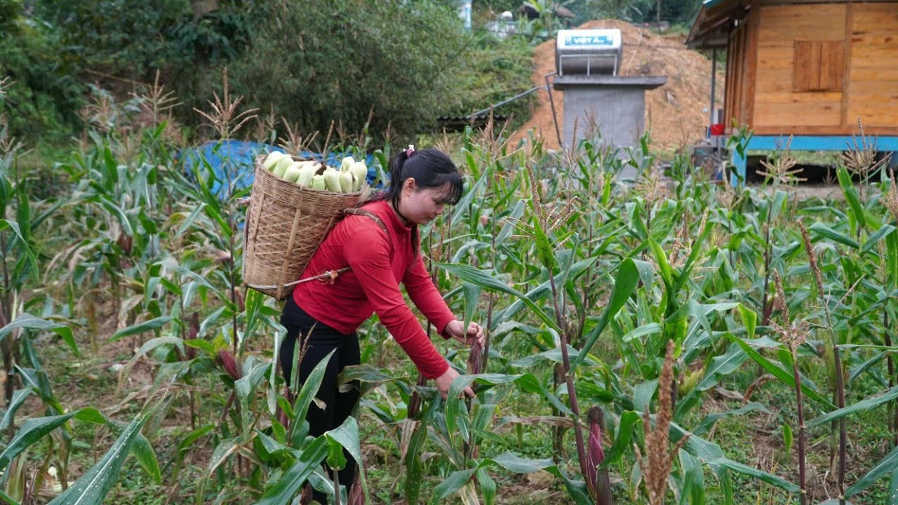 Harvesting corn - taking it to the market to sell, gardening.