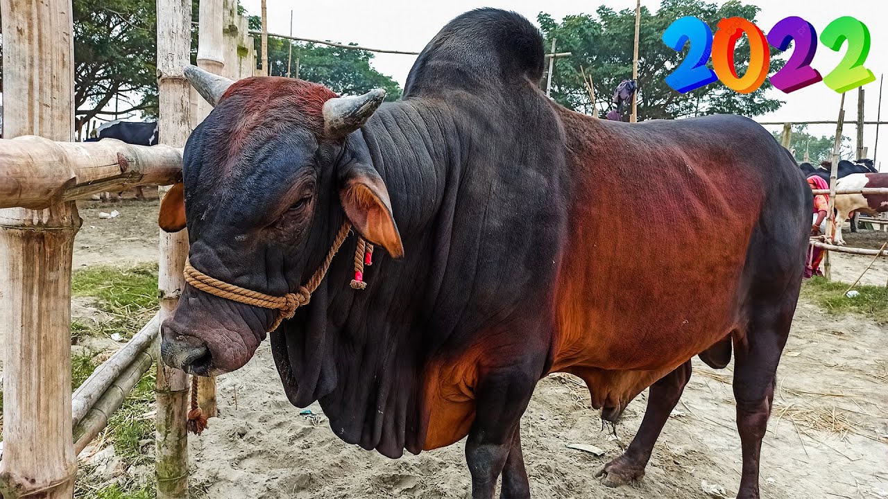 Black Sahiwal cow price at very popular village cattle market | Hazratpur Paragram gorur haat