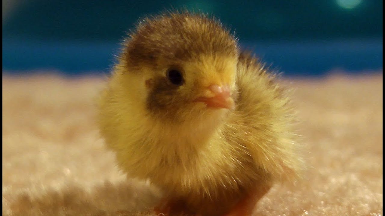 Lonely baby quail chick wants to be held ~ cuteness level 1 billion