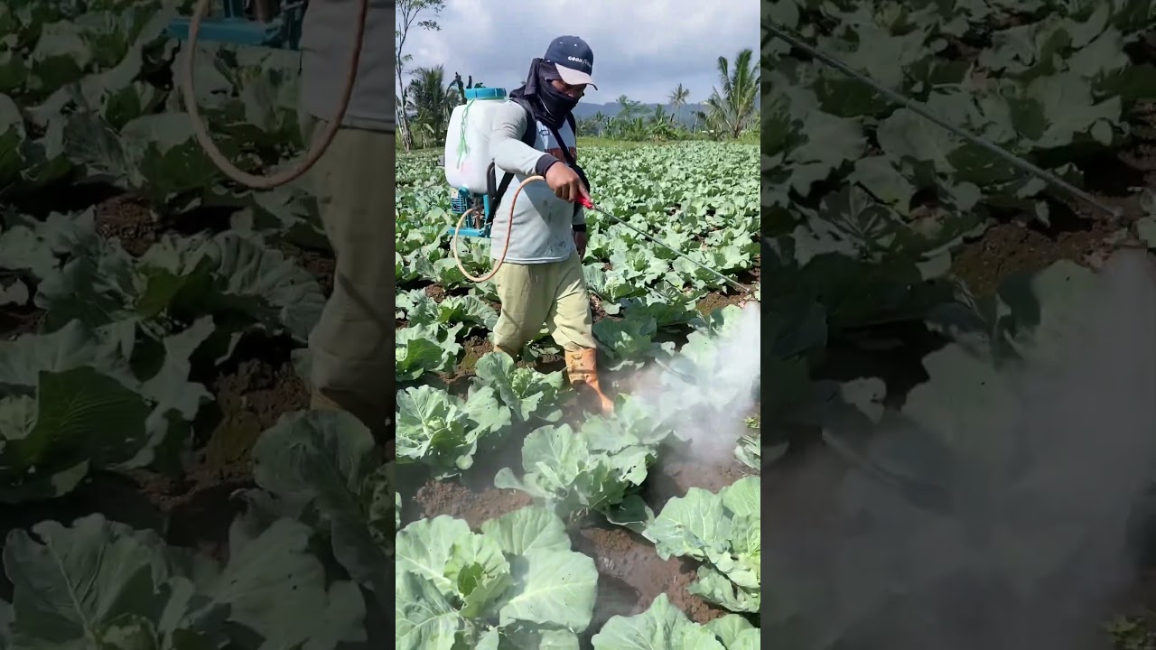 Seprai tanaman kubis pengendali bercak daun #calsium #kuproxat #shots