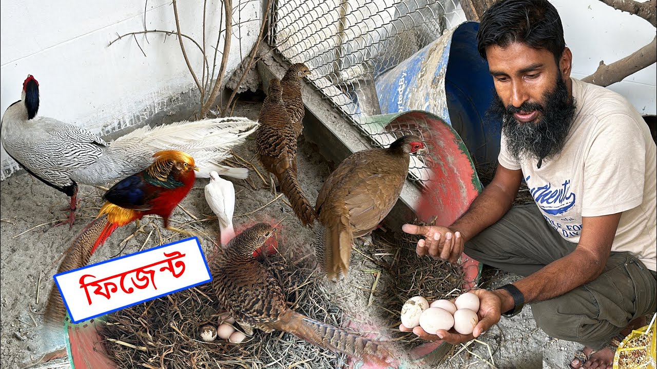 একবছর পর ফিজেন্ট ডিম দিলো || Bird's Canvas