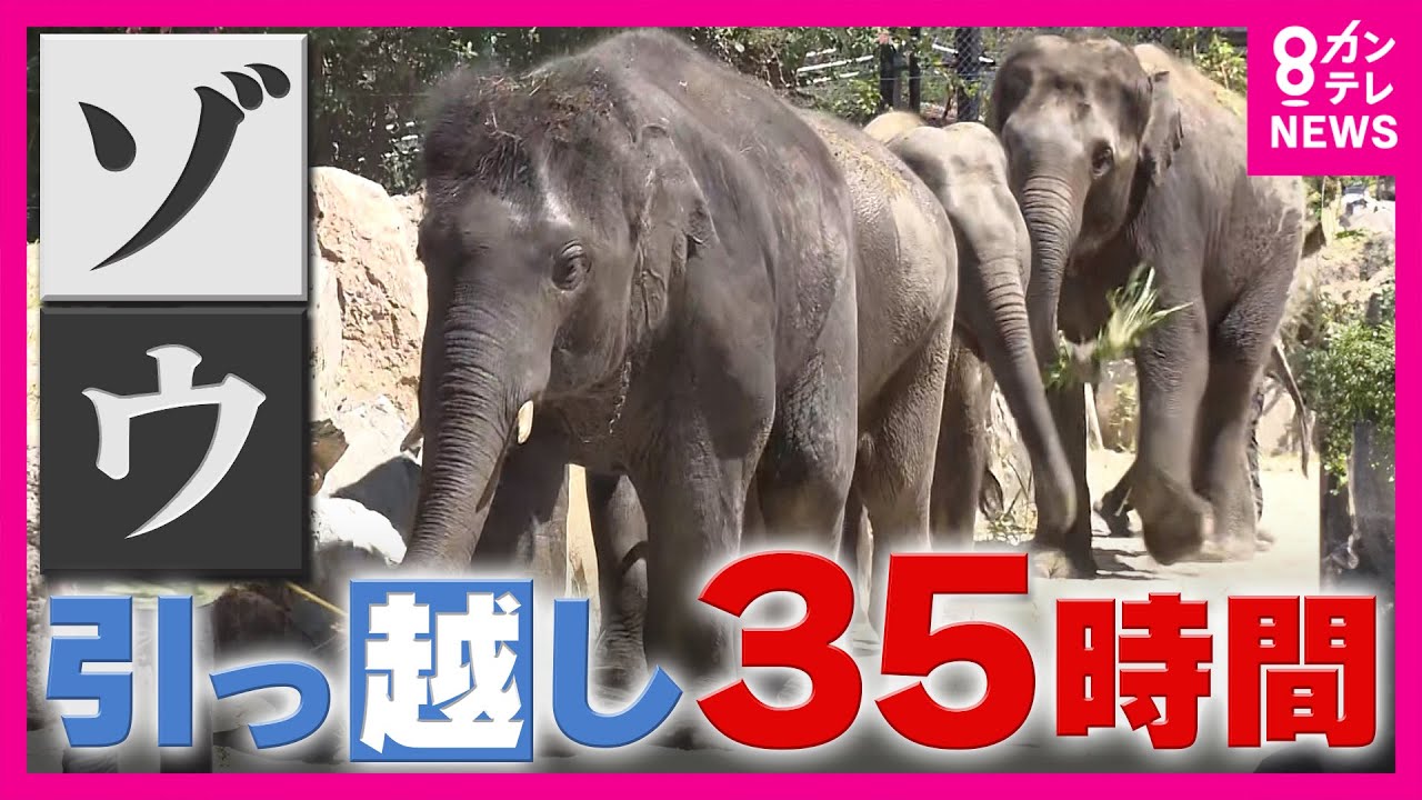 「アジアゾウ」4頭がインドから兵庫・姫路「姫セン」へ35時間の大移動　