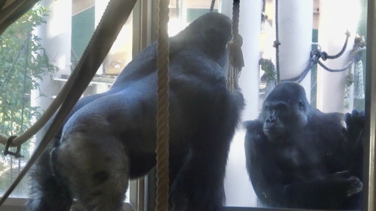 部屋に取り残されてしまったシャバーニ　心配する家族😢　ゴリラ/Gorilla