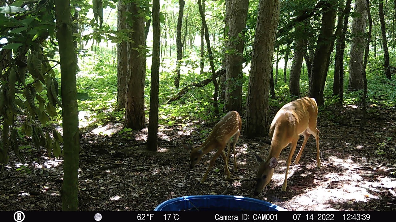 DIY Deer Watering Hole
