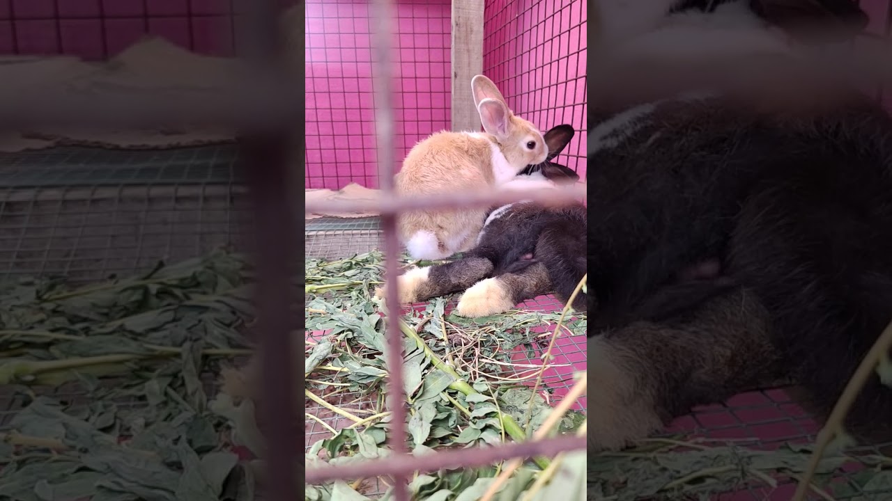 Rabbit mating, approaching, and making love #lovebunnies