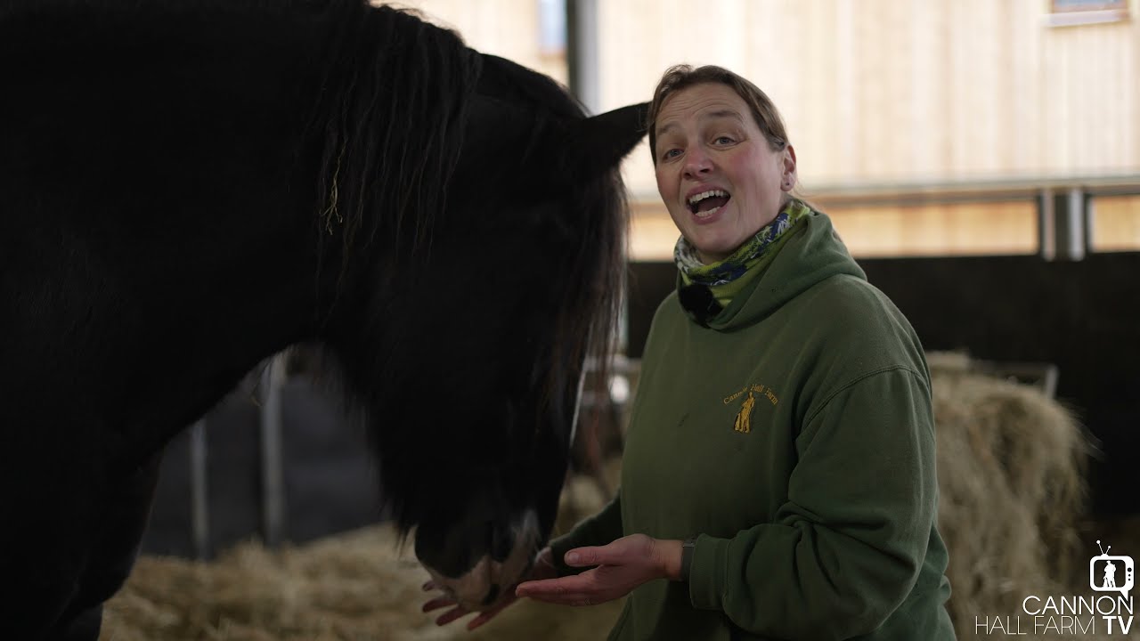 Our Shires are pregnant - Cannon Hall Farm