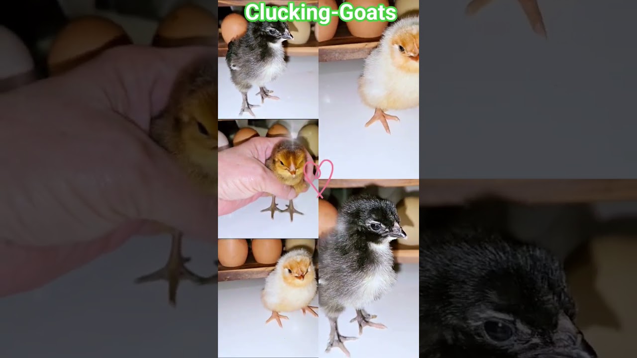 New chicks at Clucking-Goats