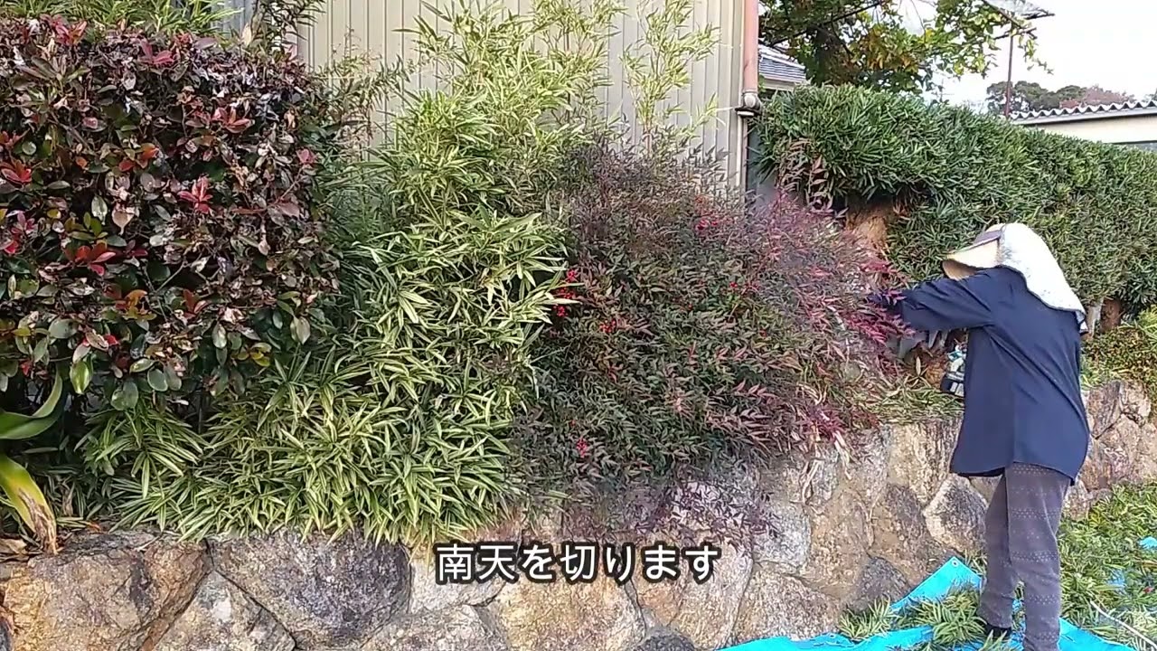 表庭の手入れ（電動バリカン、剪定ハサミを使いました）