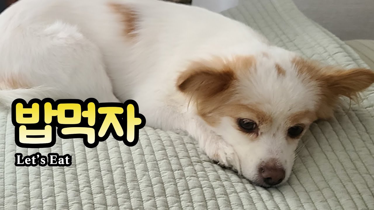 밥 먹는 고양이가 또 늘었습니다 l A new cat came to eat with us🍚