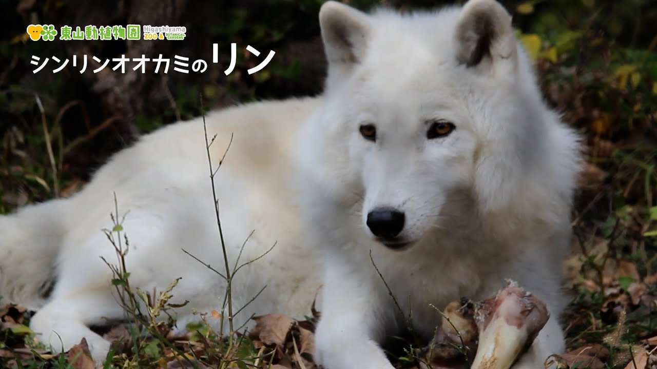 【東山動植物園公式】ある朝のシンリンオオカミのリン《 シンリンオオカミ　オオカミ 》
