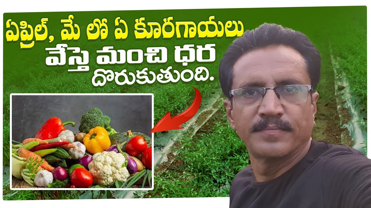 Vegitable Cultivation In April | Summer Vegitable Cultivation | వేసవిలో కూరగాయల సాగు.