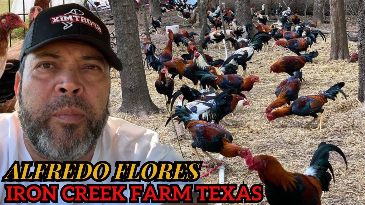 Iron Creek Farm Alfredo Flores - Big Farm in Pittsburg Texas USA 🇺🇸