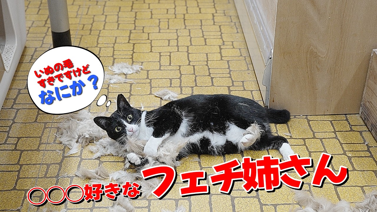 いぬの毛フェチな変わった猫🐈️#ねこ #cat