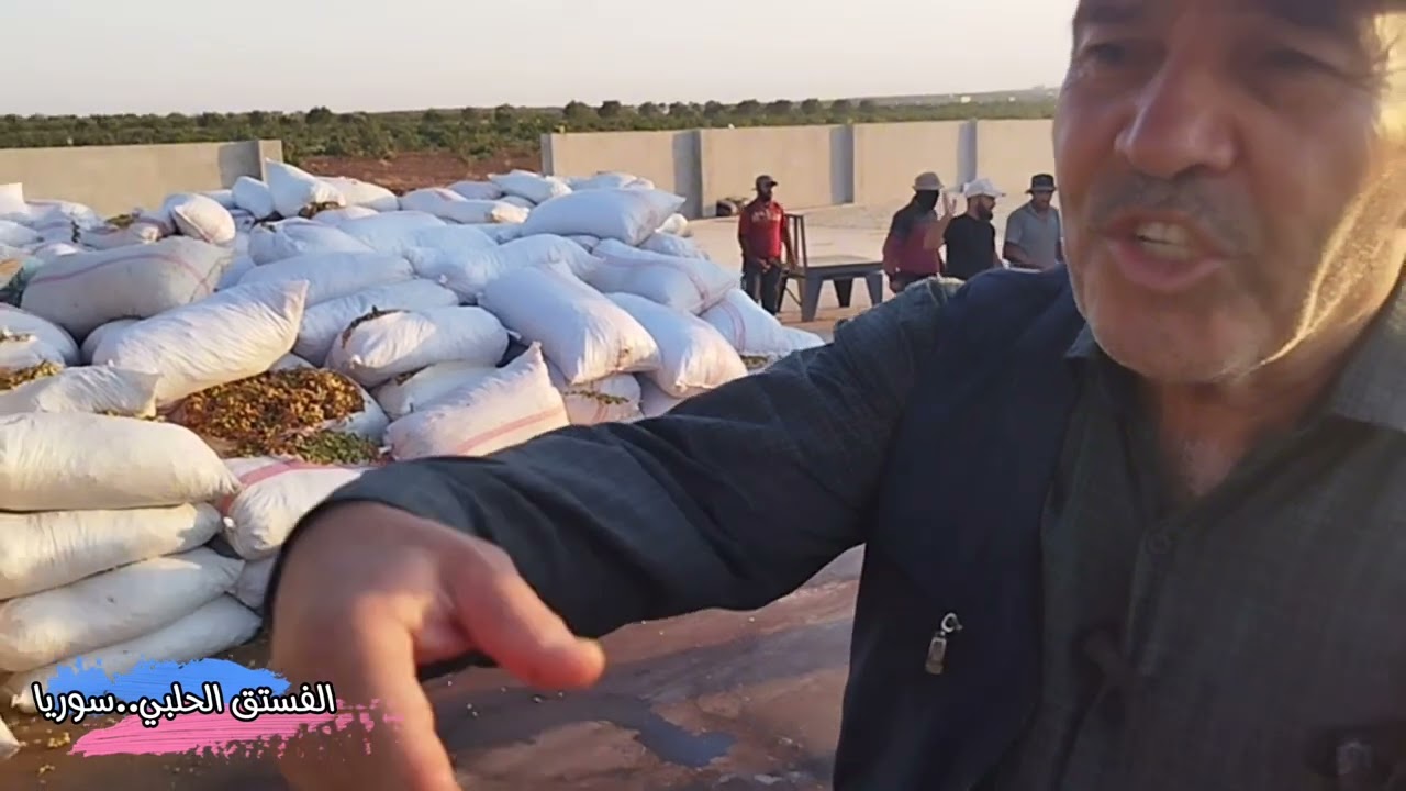 #الفستق الحلبي من القطاف إلى التصدير تقرير كامل سوريا