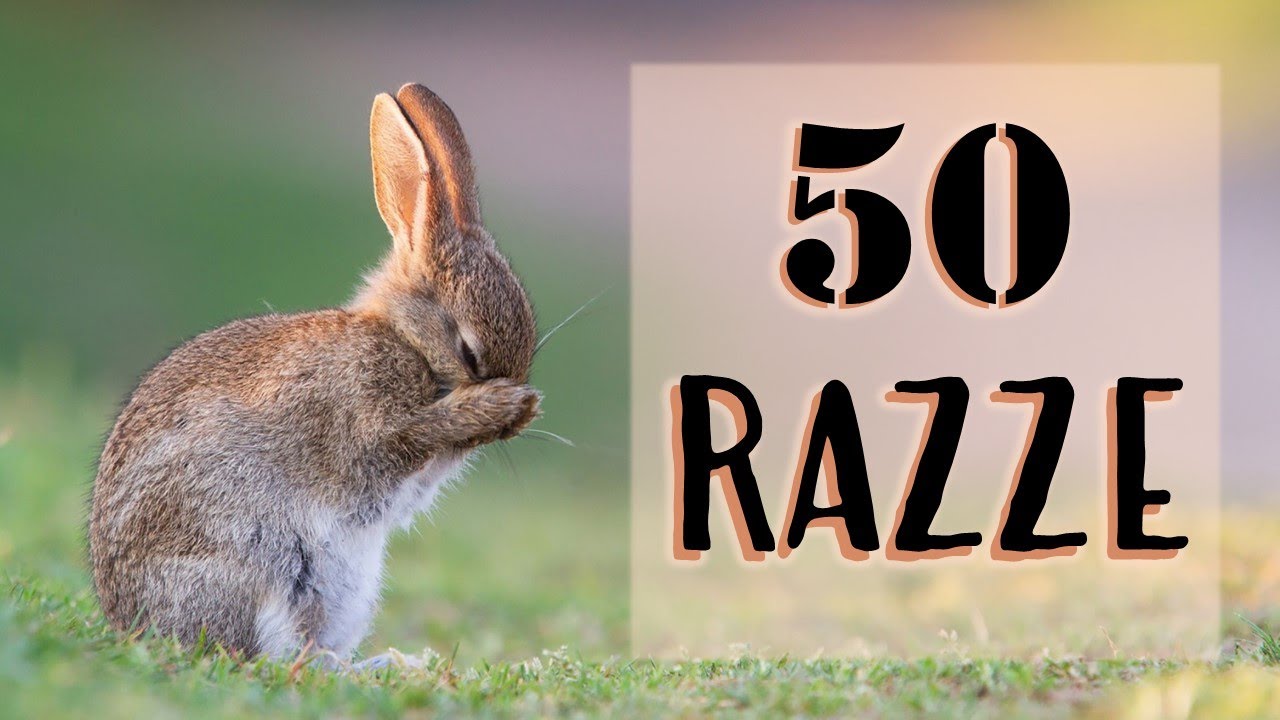 50 Razze di Conigli
