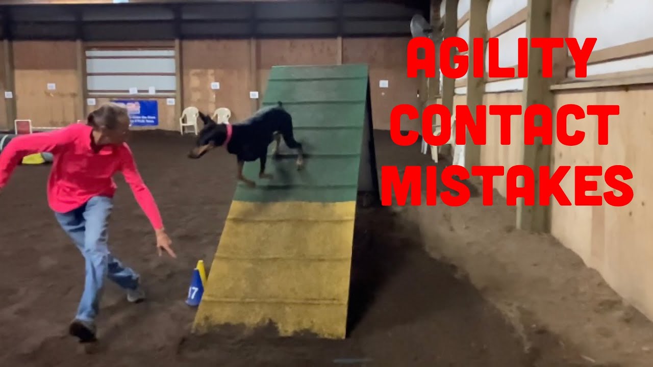 Avoid These 3 Mistakes at the Agility Contact Obstacles