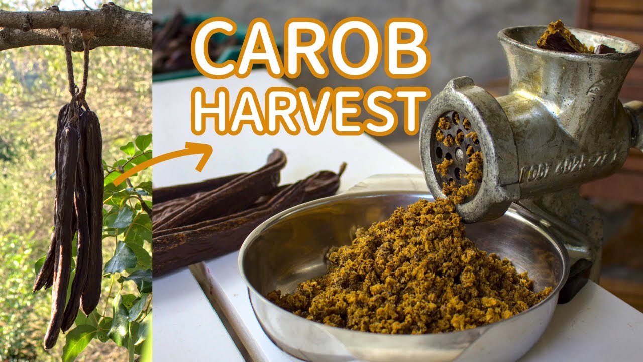Harvesting Carob from the Tree and Making a Cake with Carob