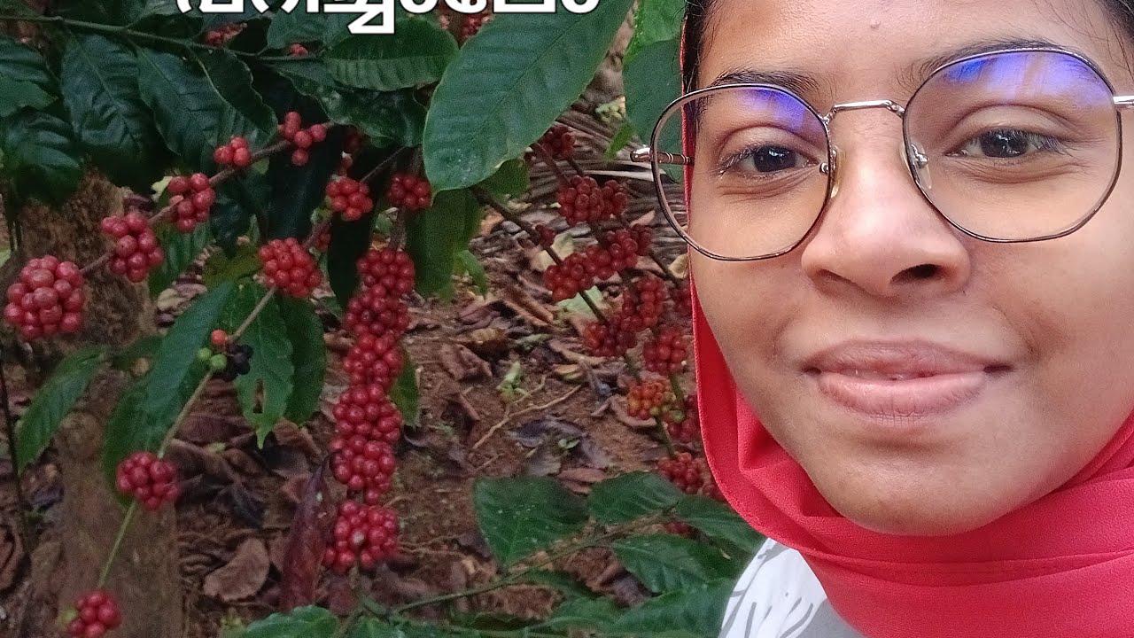 കാപ്പി കുരു പറിക്കുന്നത് കാണാൻ പോയപ്പോൾ wayand# coffe plantation 