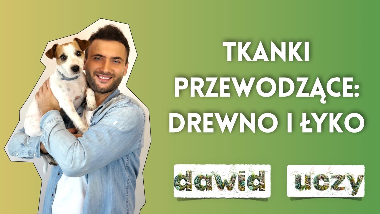 Tkanki przewodzące: drewno i łyko