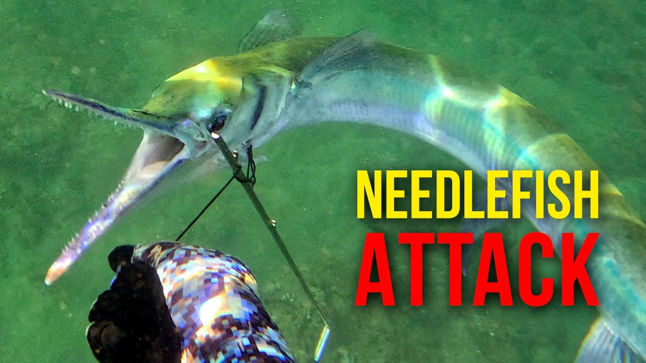 Crocodile Needlefish Attack