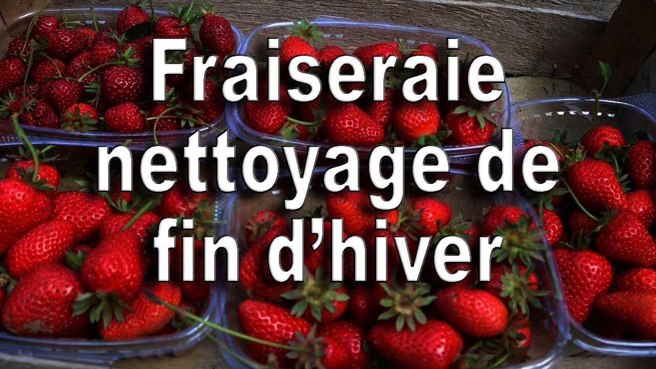 Fraises, nettoyage de la Fraiseraie en fin d'hiver
