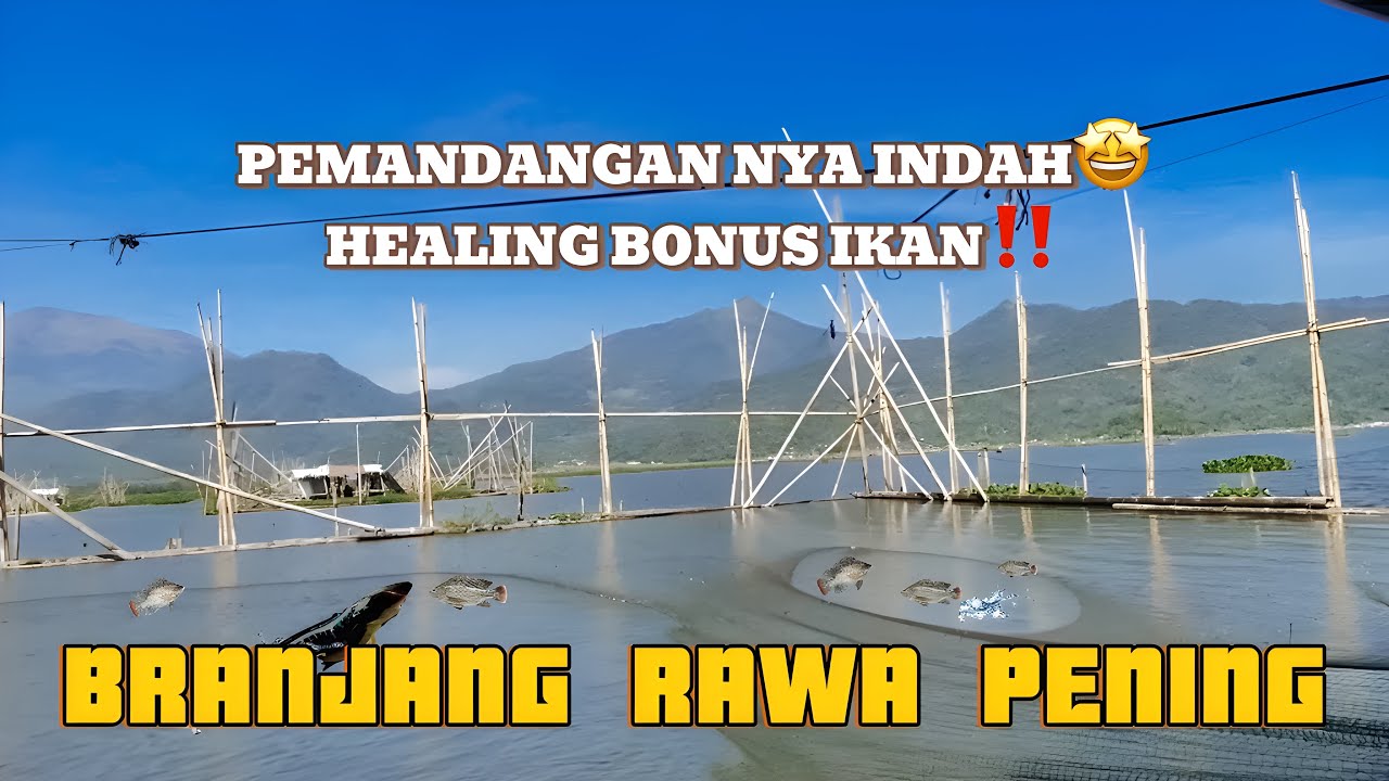 BERBURU TOMAN RAWA PENING‼️TUTORIAL BRANJANG RAWA PENING