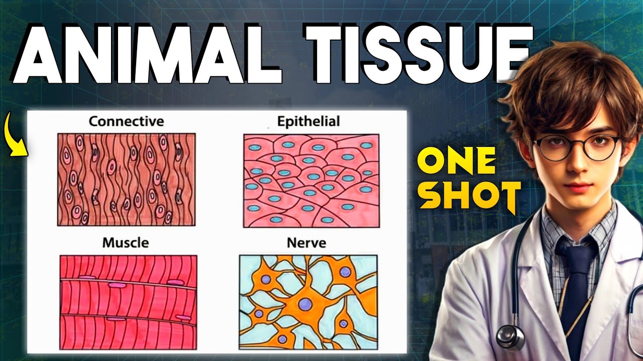 ANIMAL TISSUE ONE SHOT 🔥 QUICK REVISION NEET 2025/2026 | CLASS 11 BIOLOGY ONESHOT REVISION #neet