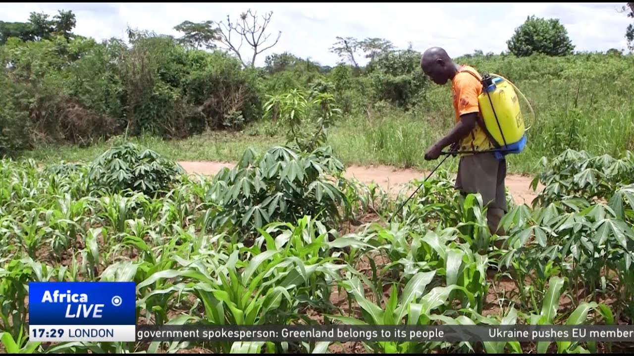 Unsafe farming practices raise food safety fears in Uganda