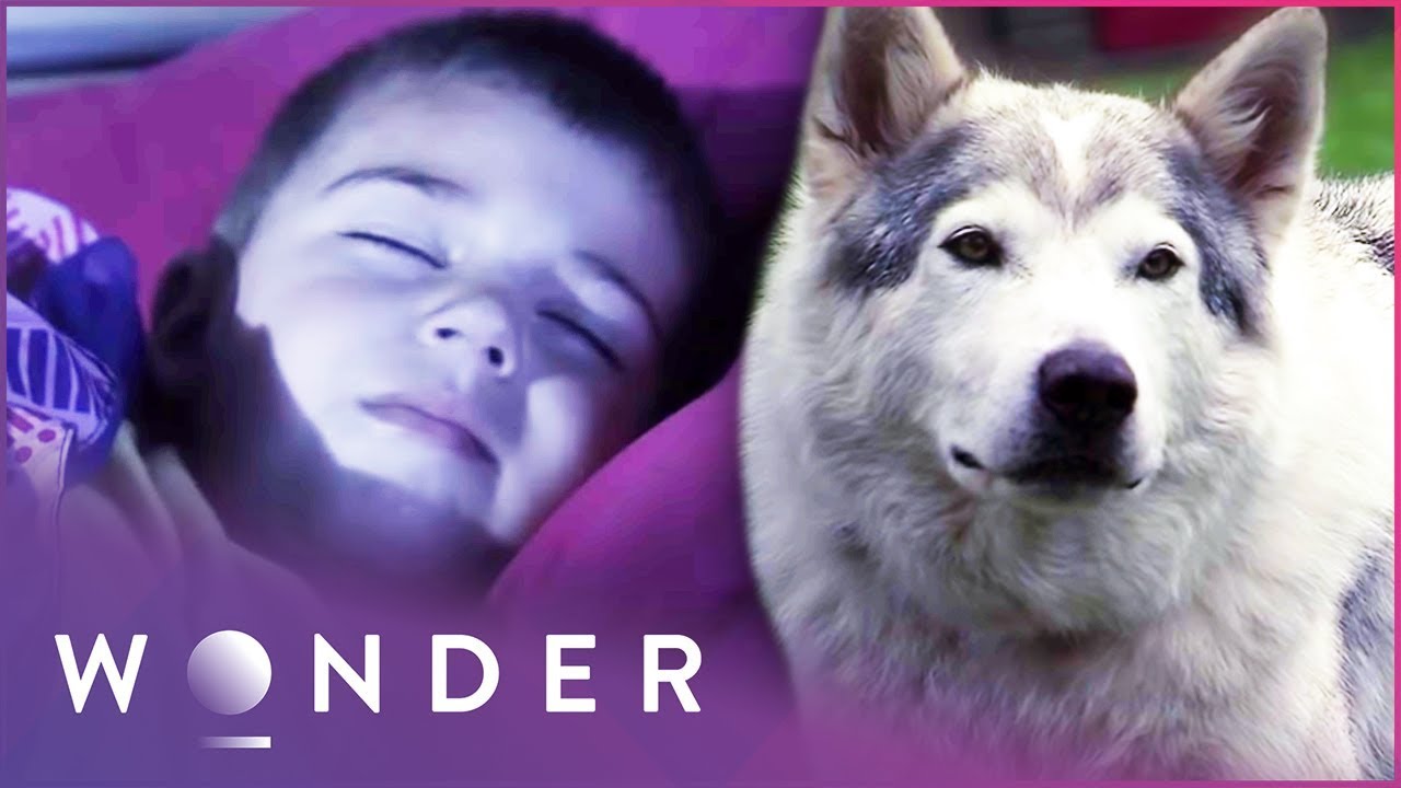 Hero Dog Warns Family Of Potentially Deadly Threat | Pet Heroes S1 EP16 | Wonder