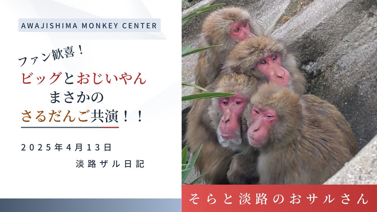 『おじいやん、ビッグのとなりに!』プリンちゃんは おじいやんに キスでご挨拶💖 2025.4.13 淡路島モンキーセンター