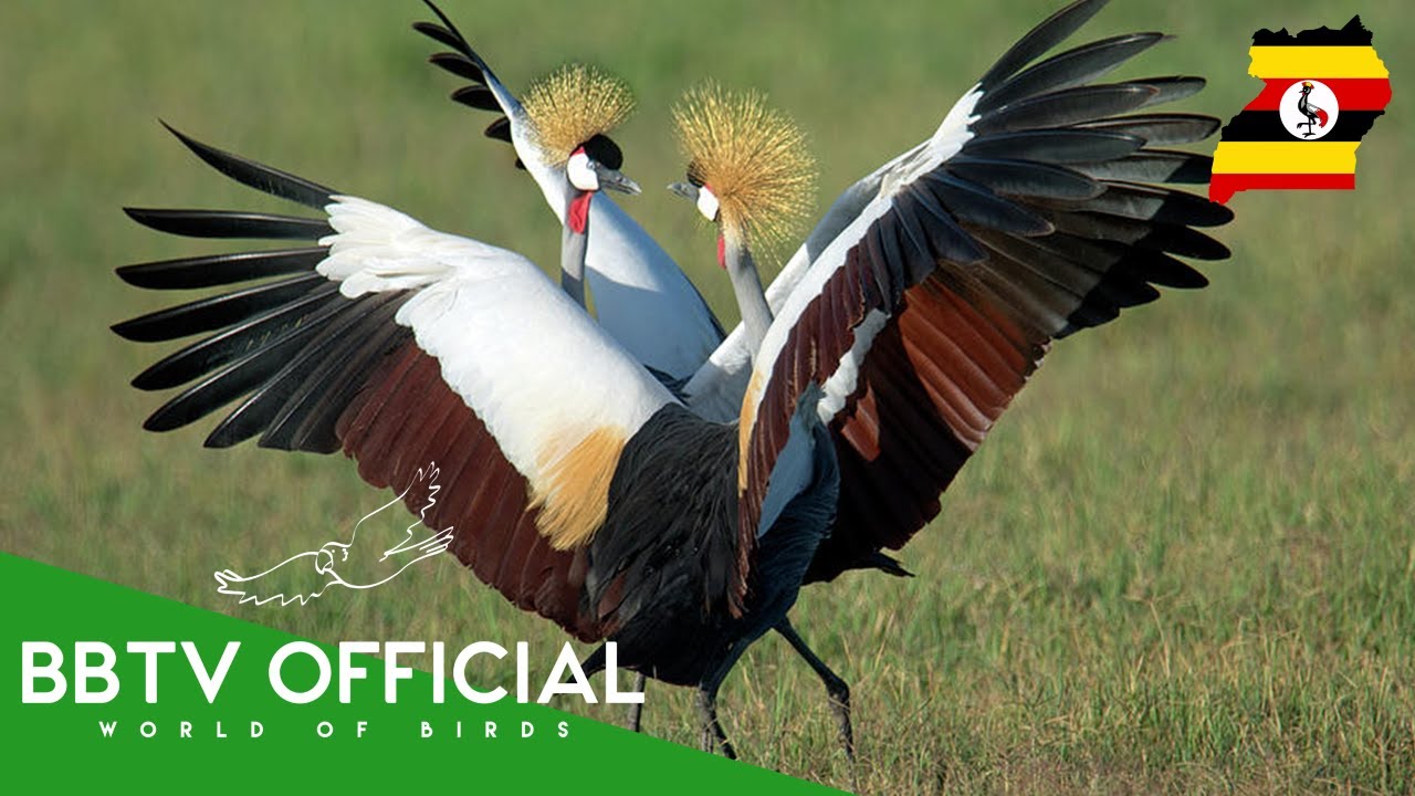 Birds Of Uganda | Most Beautiful Birds Found In Uganda You've Never Seen | BBTV Official