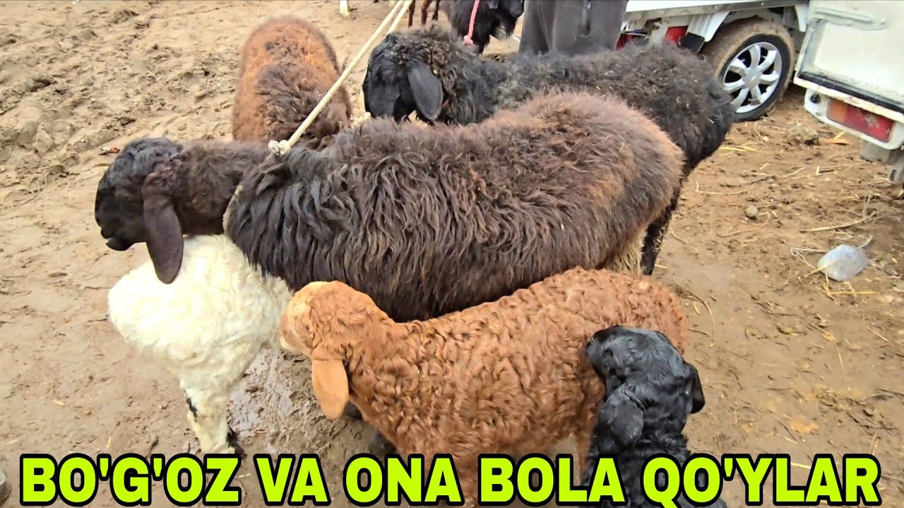 Romitan qo'rg'on mol bozori bo'g'oz va ona bola qo'ylar narxlari 5февраля 2026 г.