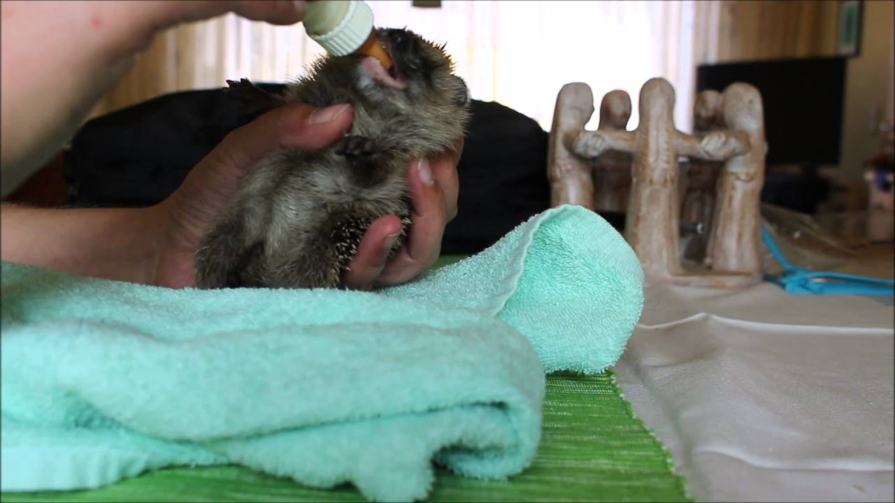Baby Igelchen Finja beim nuckeln der Lactose freien speziellen Igelmilch