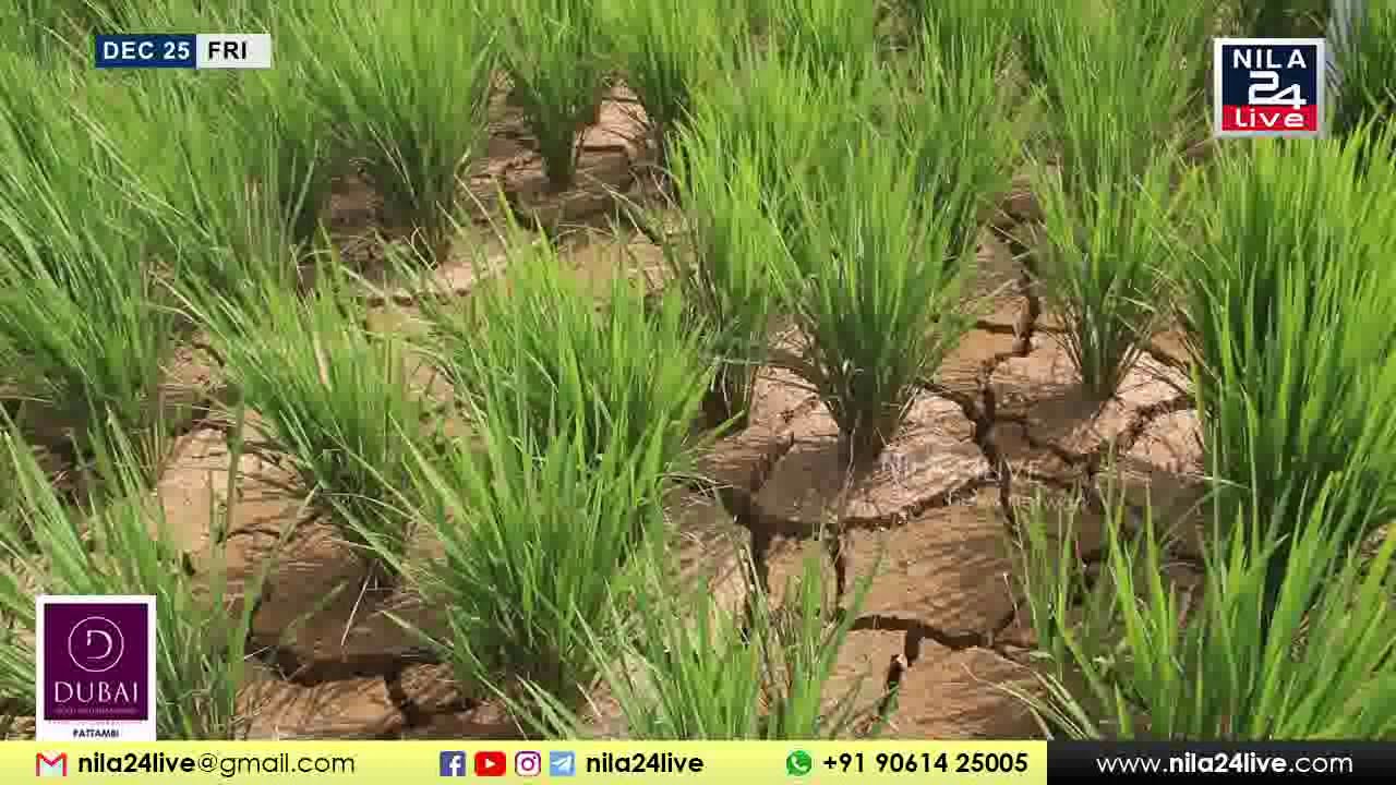 വിളയൂർ എടപ്പലം പാടശേഖരത്തിലെ രണ്ടാംവിള നെൽകൃഷി ഉണങ്ങി നശിച്ചു | VILAYUR | EDAPPALAM | NILA24LIVE