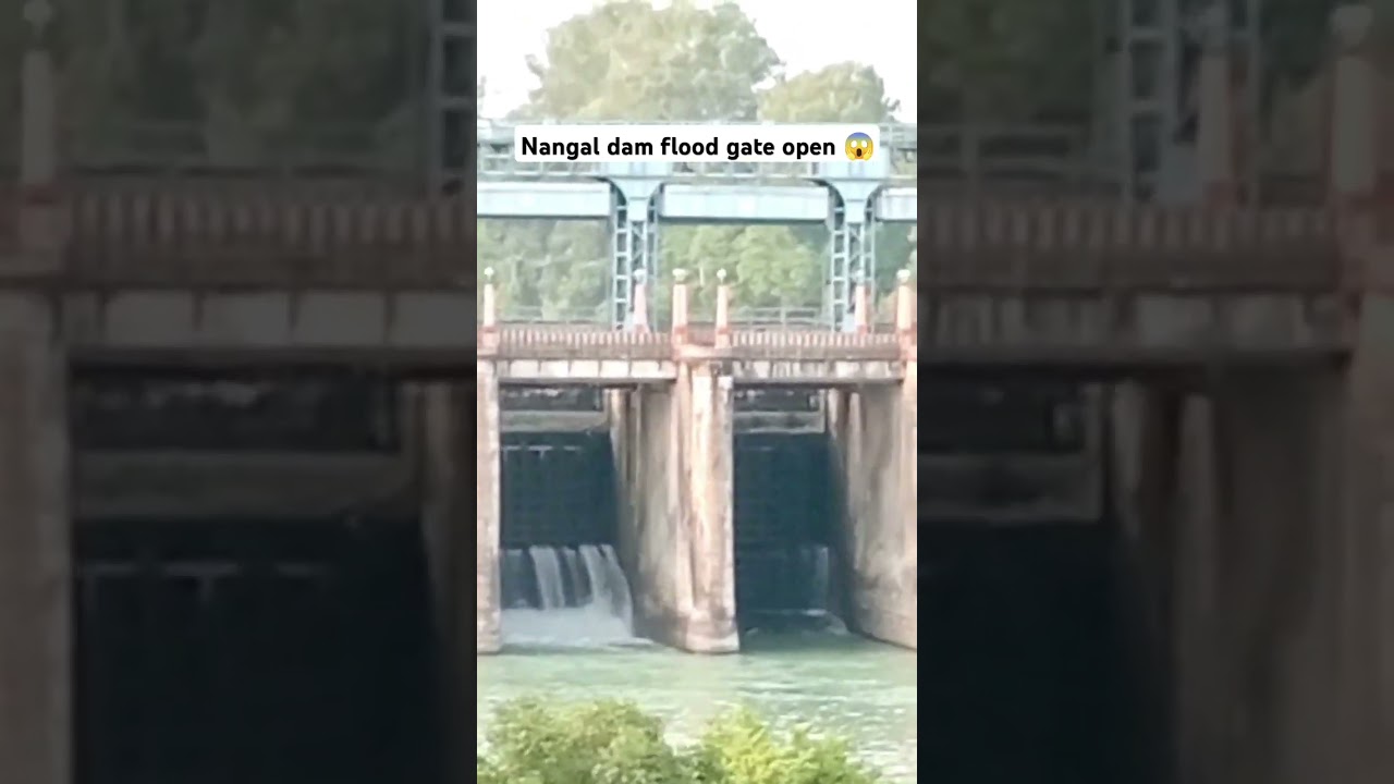 Nangal dam flood gate open #nangaldam #bhakradam #nangal #shorts #viralvideo #youtubeshorts #india