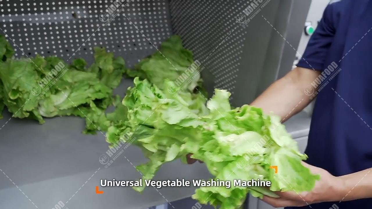 Small Lettuce Leafy Vegetable Washing Machine With Auto Basket Turning