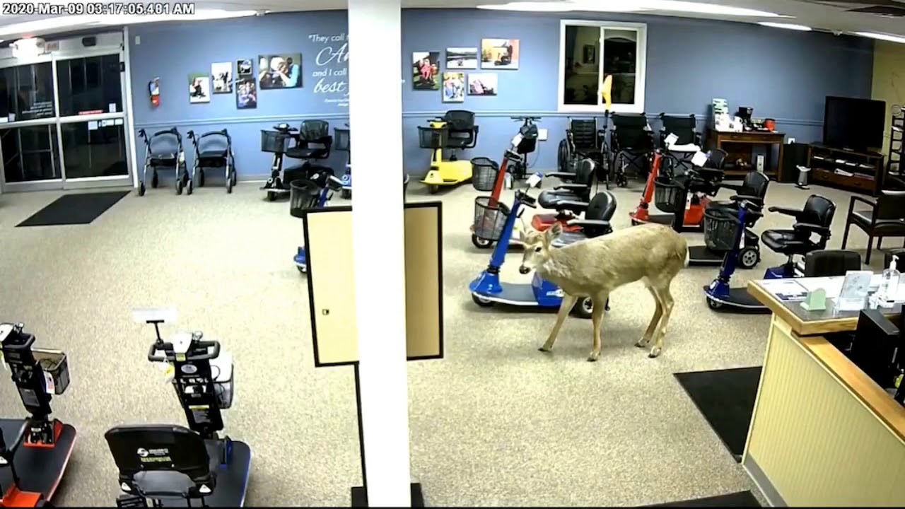 Deer crashes into Saginaw County store
